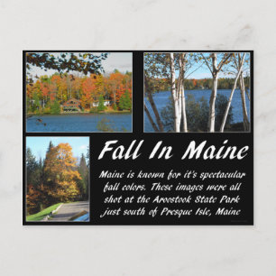 Rückgang in Maine Postkarte