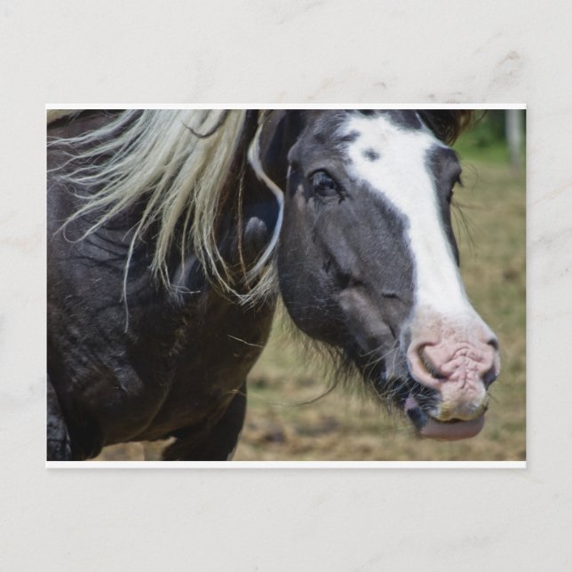 RÜCKGESCHLOSSENER PFERD POSTKARTE (Vorderseite)