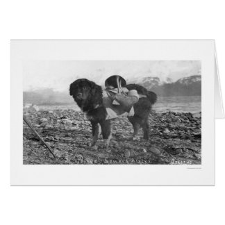 Rückpackdog Seward, Alaska 1911