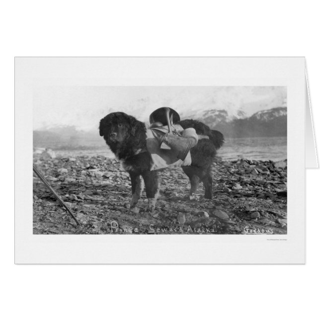 Rückpackdog Seward, Alaska 1911 (Vorderseite (Horizontal))