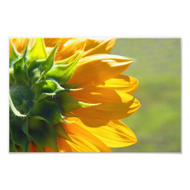 Rückseite der Sonnenblume Fotodruck (Vorne)