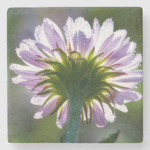 Rückseitig beleuchtete lila Wildblume mit Tautropf Steinuntersetzer