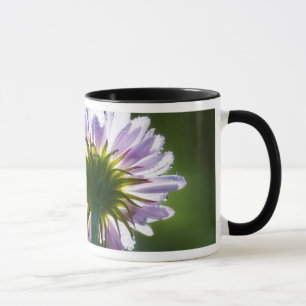 Rückwärtig beleuchtete lila Wildblume mit Tautropf Tasse