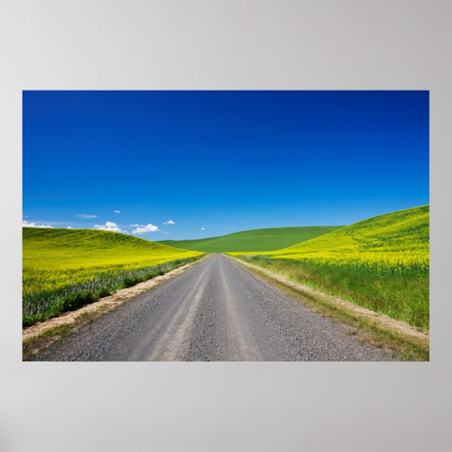 Rückweg durch die Frühlingsfelder von Canola Poster (Vorne)