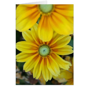 Rudbeckia, blanc