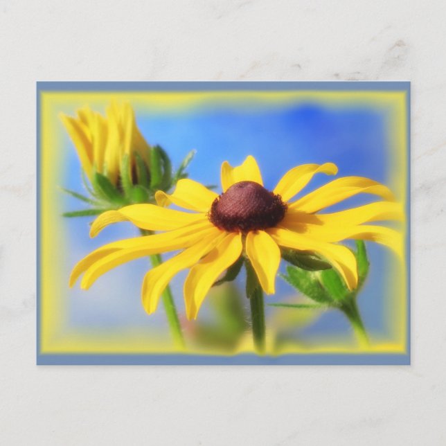 Rudbeckia Blues - Vignette Postkarte (Vorderseite)