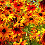 RUDBECKIA-BLUME OVALE GÜRTELSCHNALLE<br><div class="desc">Ein fotografisches Design der hübschen Rudbeckia-Blume,  auch bekannt als Black-mit Augen Susan oder Kegel-Blume.</div>