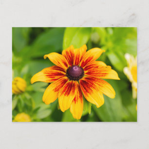 Rudbeckia-Blume Postkarte