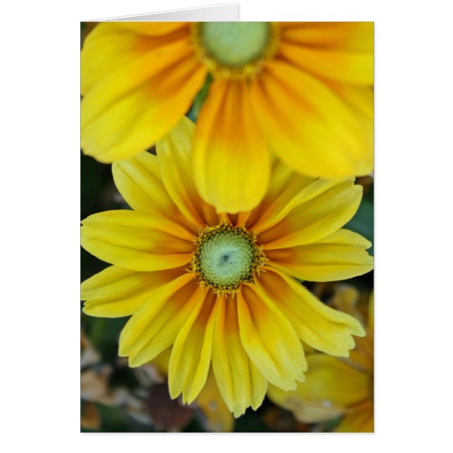 Rudbeckia, freier Raum (Vorne)