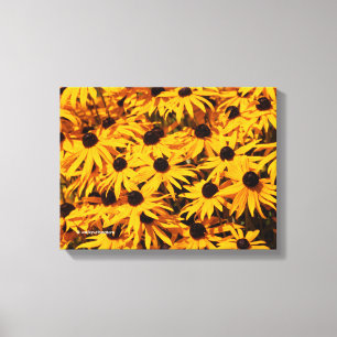 Rudbeckia Fulgida / Orangenblume Leinwanddruck