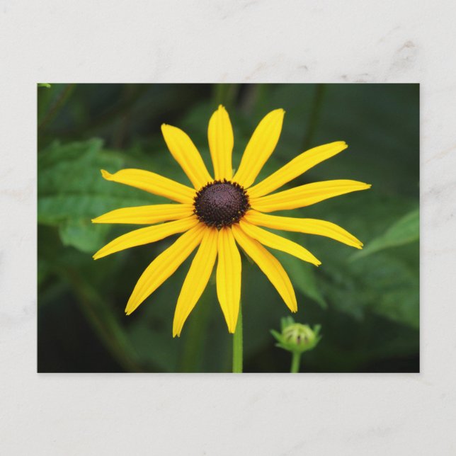 Rudbeckia hirta postkarte (Vorderseite)