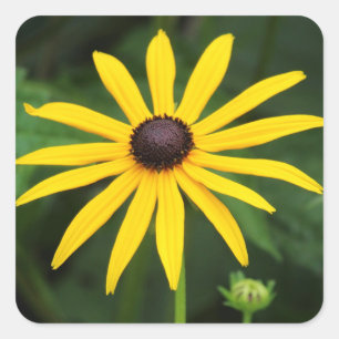 Rudbeckia hirta quadratischer aufkleber