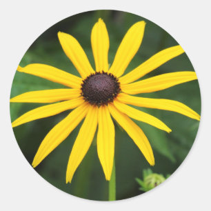Rudbeckia hirta runder aufkleber