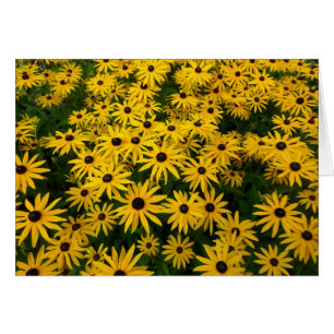 Rudbeckia Hirta (Schwarz-mit Augen Susans)