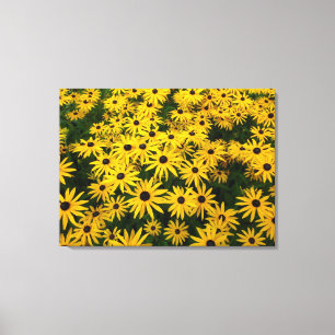 Rudbeckia Hirta (Schwarz-mit Augen Susans) Leinwanddruck