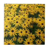 Rudbeckia Hirta (Schwarze mit Augen Susans)