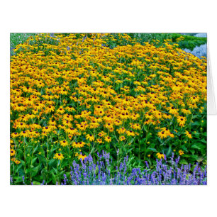 Rudbeckia Hirta und Lavendel