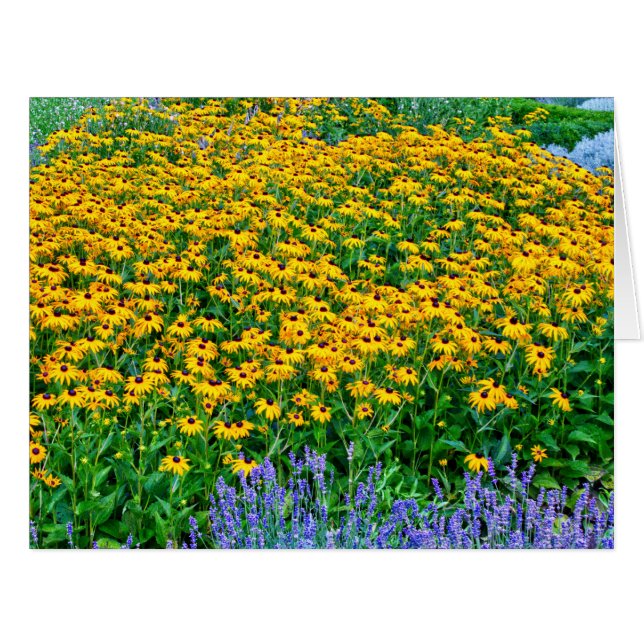 Rudbeckia Hirta und Lavender (Vorderseite (Horizontal))