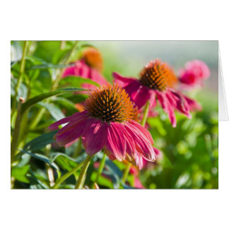 Rudbekia Gänseblümchen