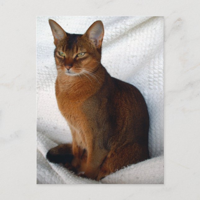 Ruddy Abyssinian Cat Postkarten (Vorderseite)