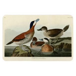 Ruddy Duck von John Audubons Vögeln von Amerika Magnet