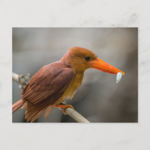 Ruddy Kingfisher Bird National Park Thailand Postkarte