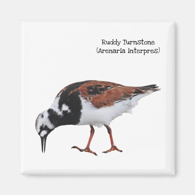 Ruddy Turnstone Magnet (Vorne)