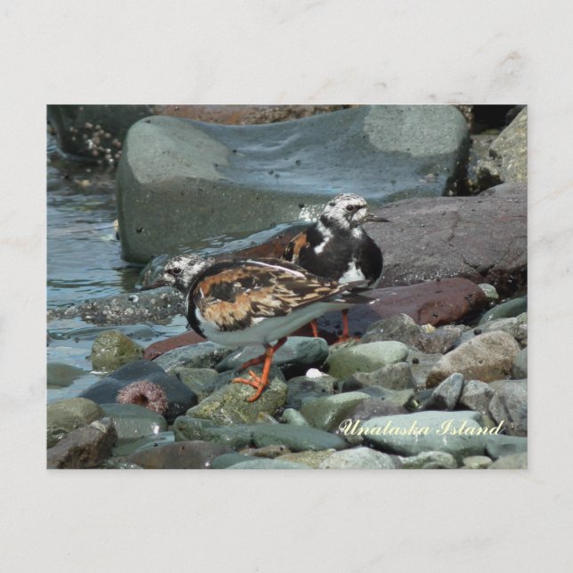Ruddy Turnstone Sandpiper Postkarte (Vorderseite)