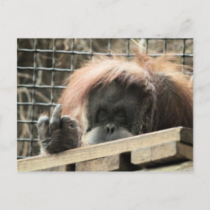 Rude Orangutan Postcard Postkarte
