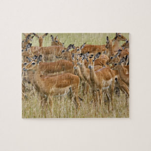 Rudel weiblicher Impalas, Masai Mara, Kenia.