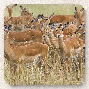 Rudel weiblicher Impalas, Masai Mara, Kenia. Getränkeuntersetzer