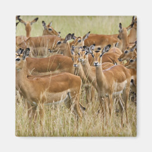 Rudel weiblicher Impalas, Masai Mara, Kenia. Magnet