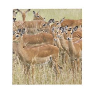 Rudel weiblicher Impalas, Masai Mara, Kenia. Notizblock