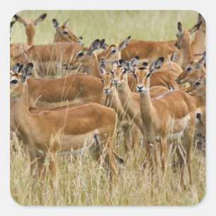 Rudel weiblicher Impalas, Masai Mara, Kenia. Quadratischer Aufkleber