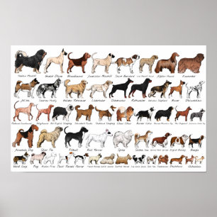 Rüden Poster