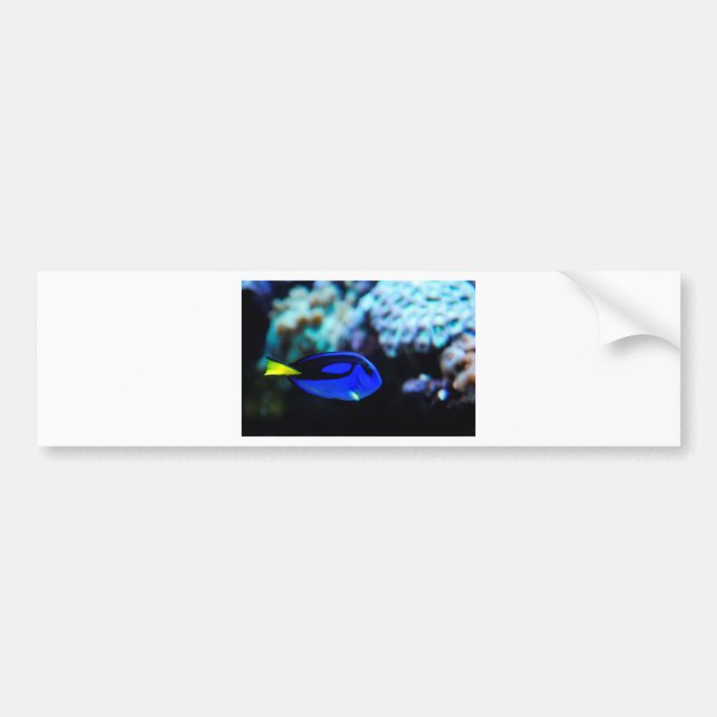 Ruderboot, blauer Tang-Fisch Autoaufkleber (Vorne)