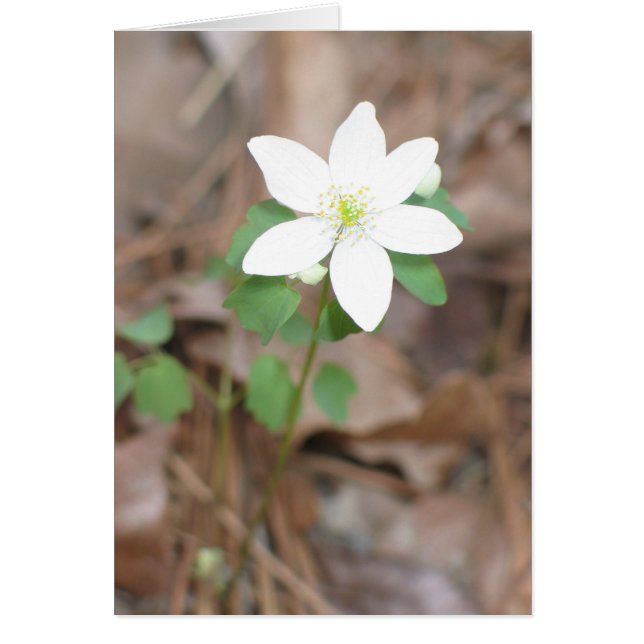 Rue Anemone (Devant)