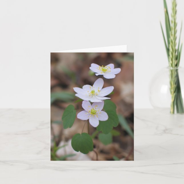 Rue-Anemone Notecard Karte (Vorderseite)