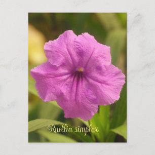 Ruellia simplex feiertagspostkarte