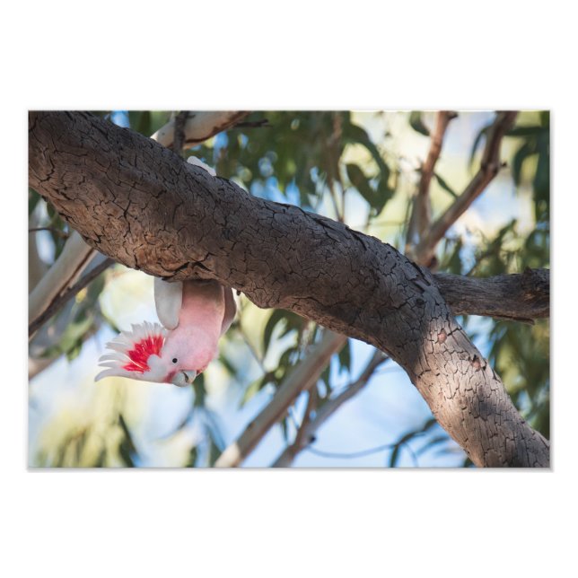 "Rufen Sie an?" Das Cockatoo-Foto von Major Mitche Fotodruck (Vorne)