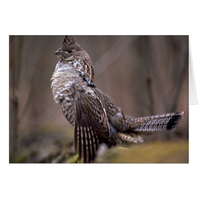 Ruffed Grouse (Vorderseite (Horizontal))