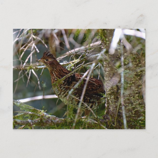 Ruffed Grouse 02 Postkarte (Vorderseite)
