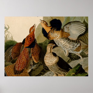 Ruffed Grouse Audubon Game Bird Poster