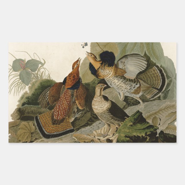 Ruffed Grouse Audubon Game Bird Rechteckiger Aufkleber (Vorderseite)