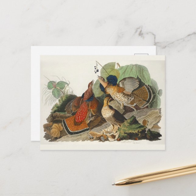 Ruffed Grouse Audubon Wildlife Painting Postkarte (Vorderseite/Rückseite Beispiel)