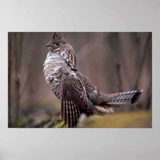 Ruffed Grouse Poster (Vorne)