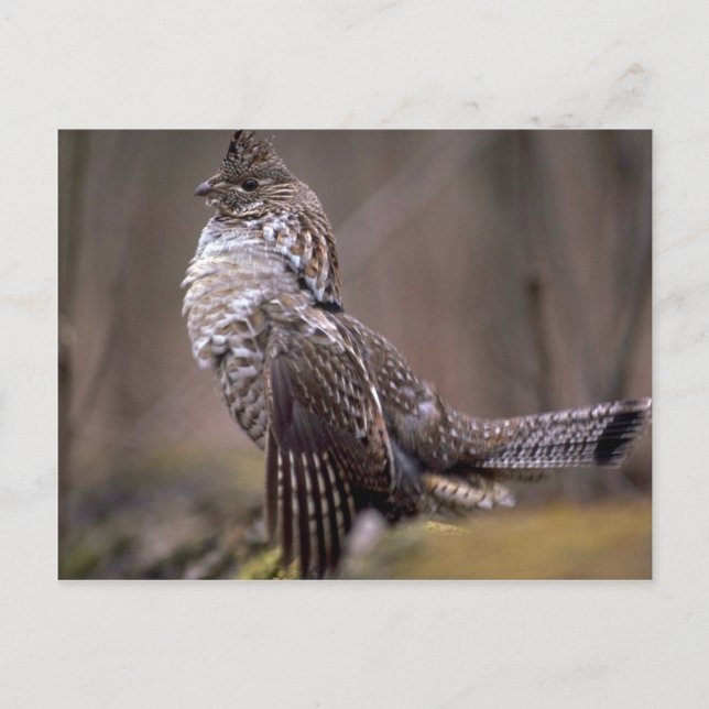 Ruffed Grouse Postkarte (Vorderseite)