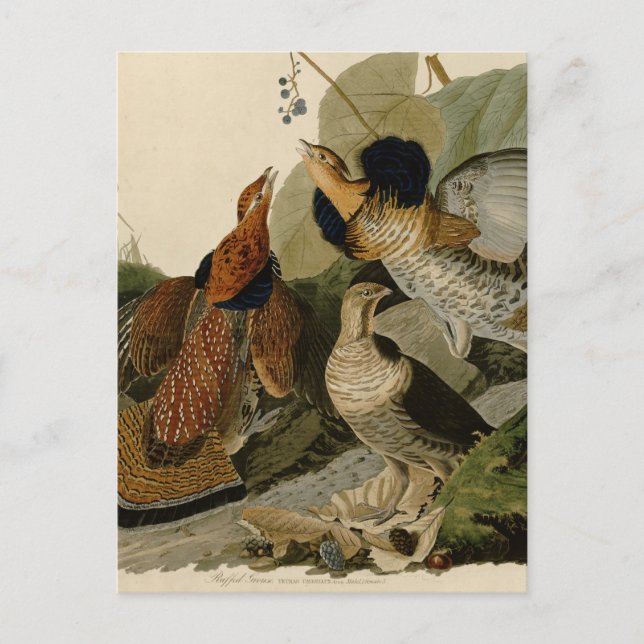 Ruffed Grouse von John Audubon Postkarte (Vorderseite)