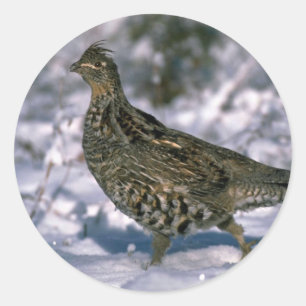 Ruffed Waldhuhn stehend im schneebedeckten Holz Runder Aufkleber