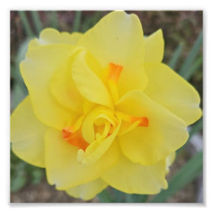 Ruffled Daffodil Fotodruck